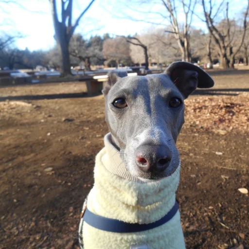 公園で撮った愛犬の写真から作ったLINEスタンプ(元の写真)