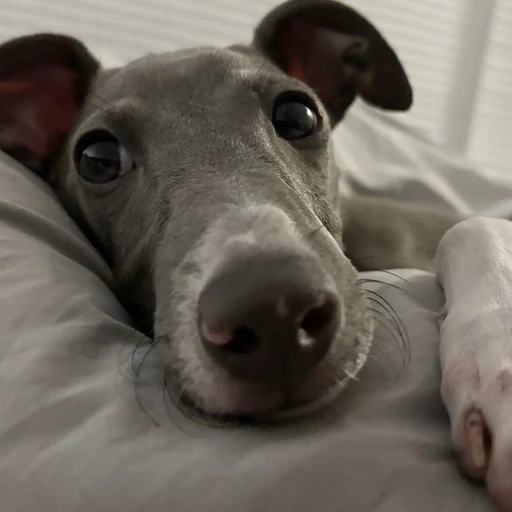顔をアップで撮った愛犬の写真から作ったLINEスタンプ(元の写真)